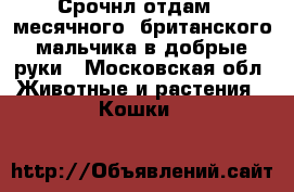 Срочнл отдам 2-месячного  британского мальчика в добрые руки - Московская обл. Животные и растения » Кошки   
